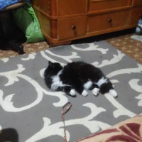 Пропала кошка черно-белая