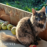 Отдам в добрые руки:  кошки