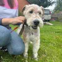 Отдам в добрые руки:  фокстерьерфокстерьеры