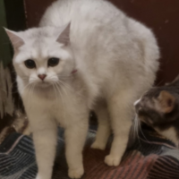 Найдено:  кошка