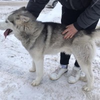 Найдена собака, порода хаски, окрас серо-белый