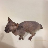 Найдена кошка, порода сфинкс, окрас серый