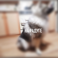 Потеряно:  шпиц собака собака