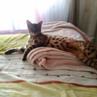 Пропал кот, порода бенгальская