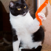 Отдам в добрые руки:  кошечка кошку