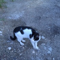 Найден кот, окрас черно-белый