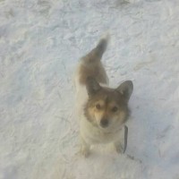 Найдена собака, окрас коричнево-белый