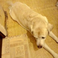 Найден пес, порода лабрадор, окрас палевый