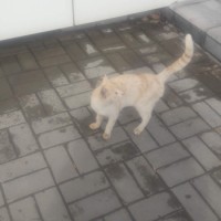 Найден кот, окрас персиковый