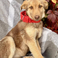 Отдам в добрые руки:  щенка щенок