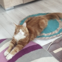 Потеряно:  котик