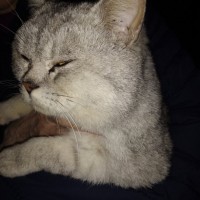 Найден кот, окрас светло-серый