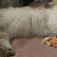 Пропал кот Мурзик Мурзя