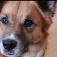 Потеряно:  собака