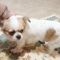 Найден чихуахуа