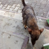 Найден щенок, окрас серо-коричневый