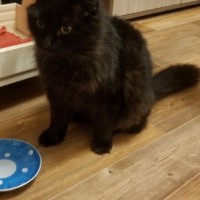 Найдена кошка, окрас черный, вислоухая