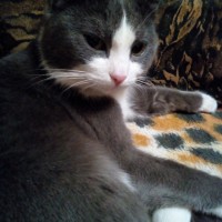 Пропал кот, окрас дымчато-серый с белой грудкой и белыми лапками