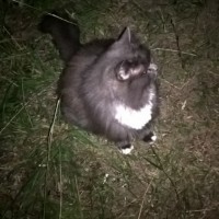 Найден кот\кошка, окрас дымчатый с белой грудкой