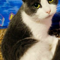 Потерялась кошка в районе Лоо, Магнитогорская 4а