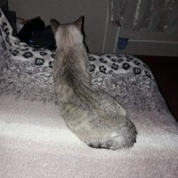 Потерялась кошка, окрас светло-серый