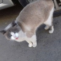 Найдена кошка, окрас бело-серый