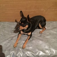 Найдена собака, порода той-терьер, окрас черно-коричневый