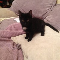 Найден котенок, окрас черный с белым пятнышком