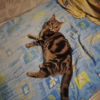 Потеряно:  кошка кошка