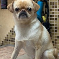 Пропала собака