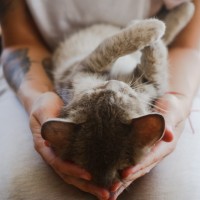 В добрые руки, кошка, окрас серый
