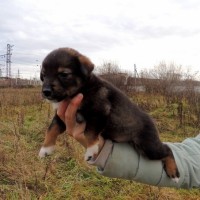 В добрые руки, щенки