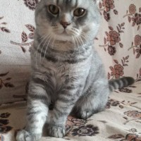Пропал кот, порода шотландский вислоухий, окрас серый
