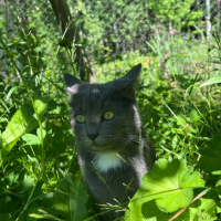 Потеряно:  кошка кошка