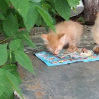 В добрые руки, кошка и котенок, окрас рыжий