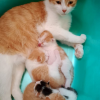 Потеряно:  котята