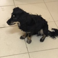 Найдена собака, окрас черный, серая грудь и лапы