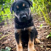 Отдам в добрые руки:  щенок девочка