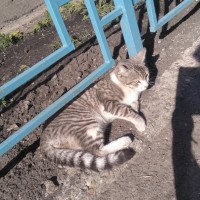 Найден котик, окрас серо-белый