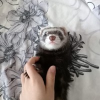 Потерялась Хорёк