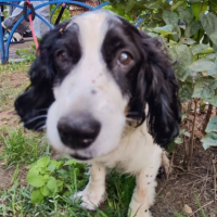 Найдено:  собака собака