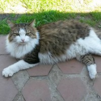 Найден кот, окрас серо-рыжий с белым