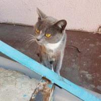 Найдена кошка, окрас серый с белыми пятнами