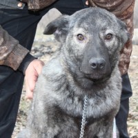 В добрые руки, щенок, окрас серо-черный