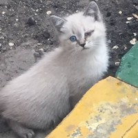 Найден котенок, окрас белый