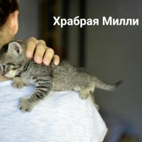 В добрые руки, котята