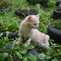 В добрые руки, котенок, окрас персиковый