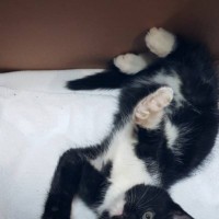 Найден котенок, окрас черно-белый