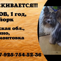 Потеряно:  собака собака собака