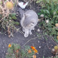 Найден котенок. окрас серый